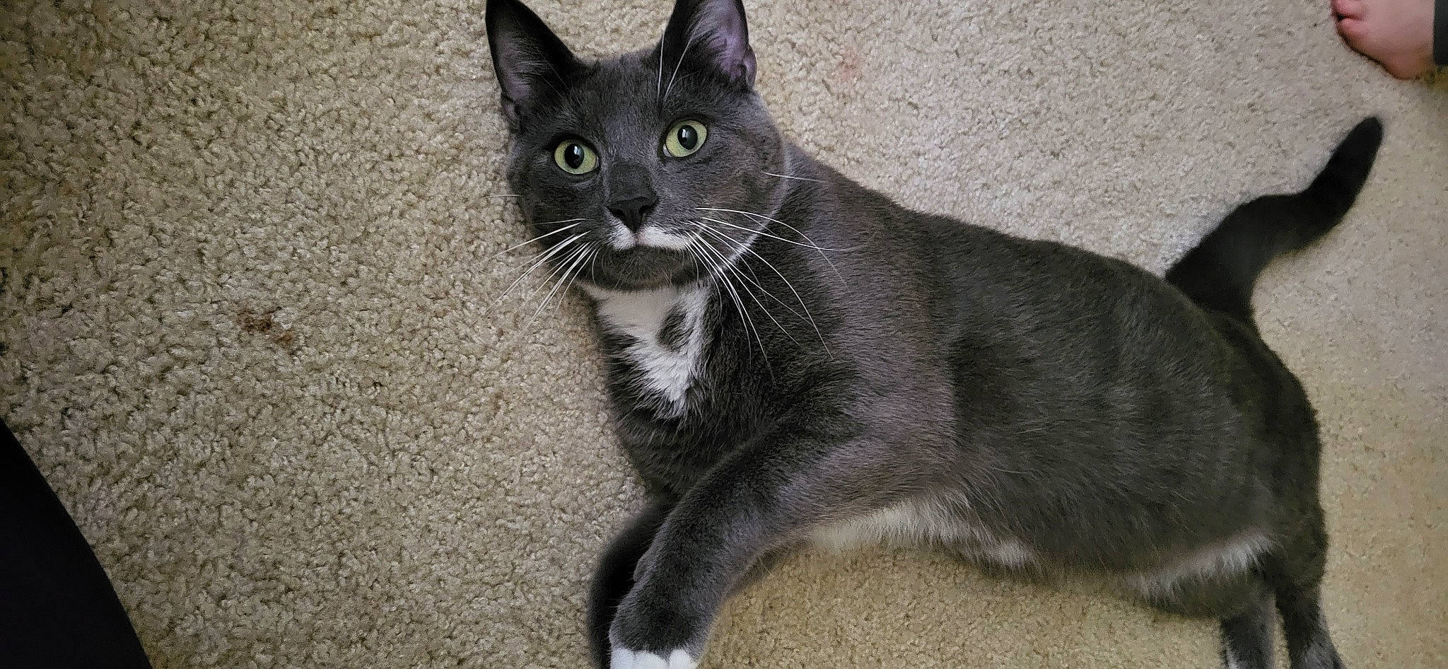 Walter joined the competition — help win amazing prizes! carnivore, cat, domestic_short_haired_cat, eye, felidae, fur, grey, paw, small_to_medium_sized_cats, snout, tail, terrestrial_animal, whiskers