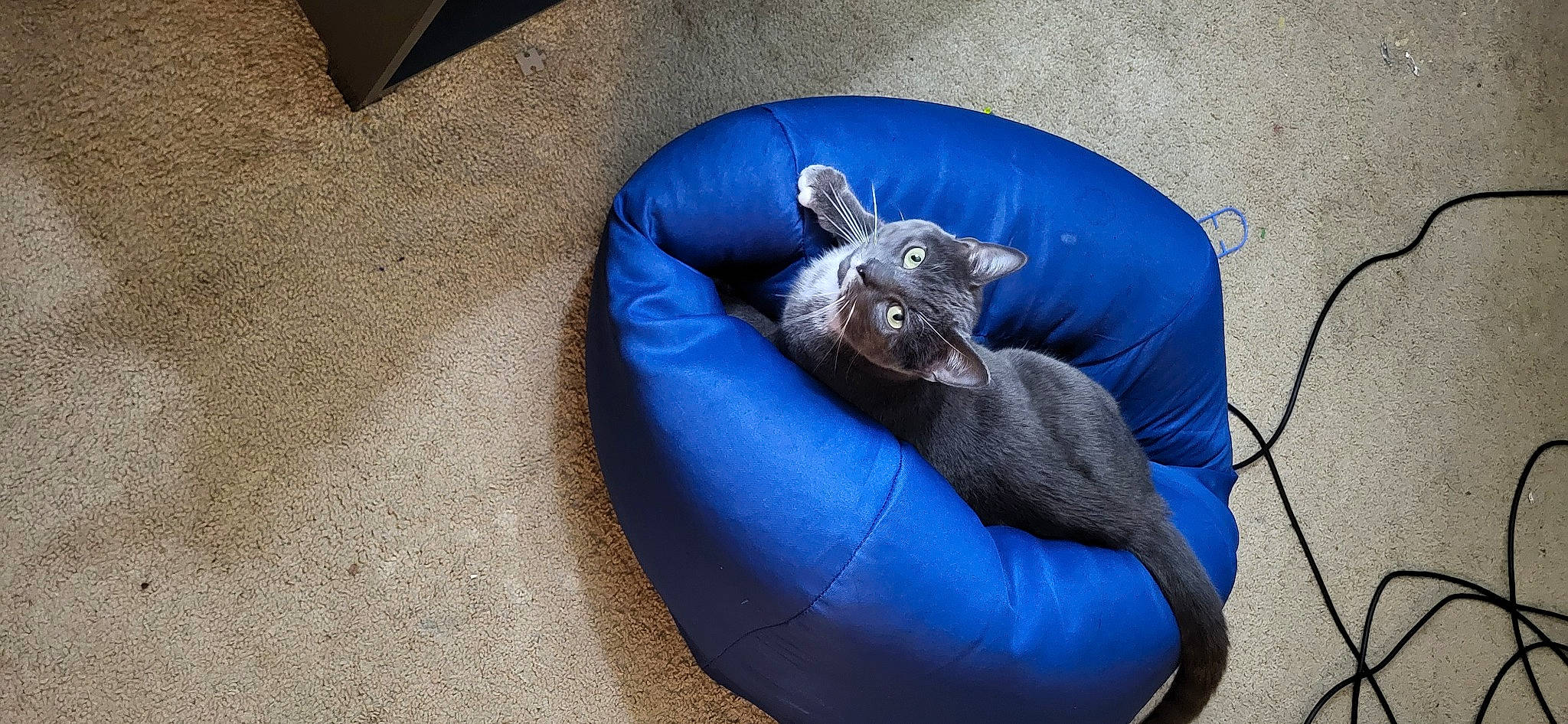 Walter joined the competition — help win amazing prizes! bean_bag, bean_bag_chair, black_cat, canidae, carnivore, cat_bed, cat_supply, comfort, companion_dog, dog_bed, dog_breed, electric_blue, felidae, grey, pet_supply, small_to_medium_sized_cats, snout, sporting_group, tail, whiskers