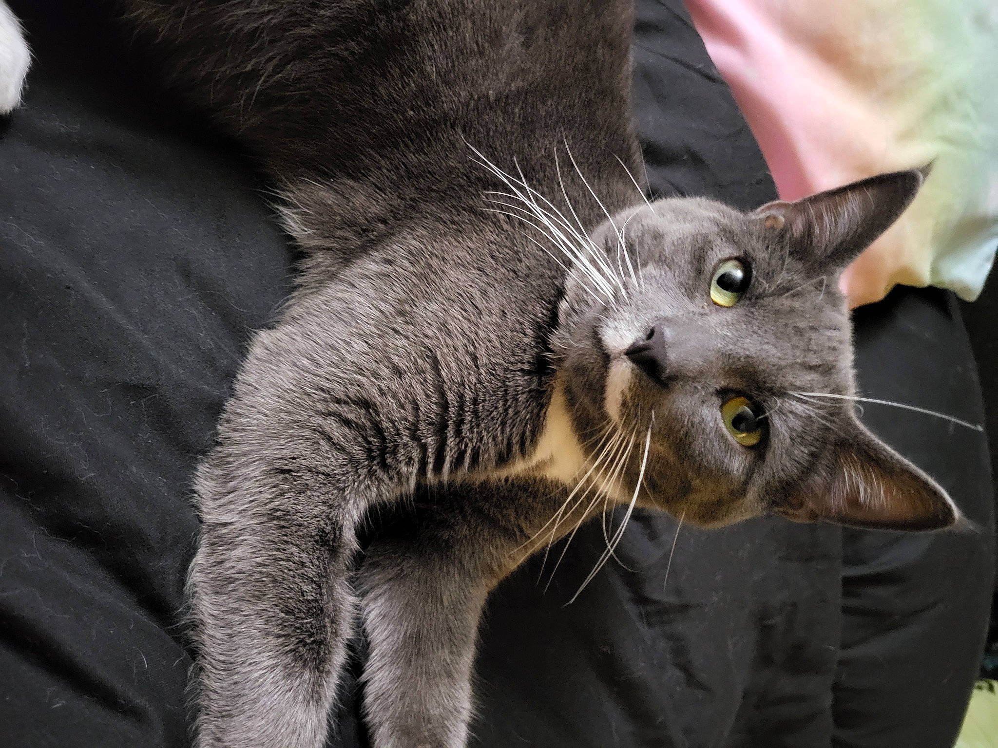 Walter is registered to the contest to win money with this photo: black_cat, carnivore, cat, claw, comfort, domestic_short_haired_cat, ear, felidae, fur, grey, havana_brown, paw, russian_blue, small_to_medium_sized_cats, snout, tail, terrestrial_animal, whiskers