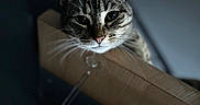 Mimine participe au concours pour gagner de l'argent avec cette photo : cat, tabby_cat, feline, animal, pet, portrait, close_up, face, whiskers, ears, eyes, nose, striped_fur, wooden_chair, furniture, indoor, dim_lighting, shallow_depth_of_field, curious, photography