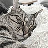 Mimine a rejoint le concours — aidez-le/la à gagner de superbes lots ! cat, tabby, sleeping, pet, animal, feline, close_up, portrait, fur, whiskers, ears, nose, relaxed, cozy, blanket, white_blanket, indoors, soft_lighting, resting, cute