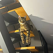 Mimine participe au concours pour gagner de l'argent avec cette photo : cat, tabby_cat, pet, animal, feline, staircase, stairs, indoor, home, wood, sunlight, shadow, portrait, sitting, hanging, paws, whiskers, ears, striped_fur, funny_pose
