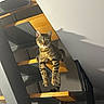 cat, tabby_cat, pet, animal, feline, staircase, stairs, indoor, home, wood, sunlight, shadow, portrait, sitting, hanging, paws, whiskers, ears, striped_fur, funny_pose