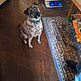 black, blue_bowl, brindle, brown, collar, curious, dog, ears, eyes, floor, furniture, home, human_feet, indoor, mat, pet, rug, sitting, toy, wooden_floor