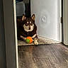 dog, ball, carpet, door, floor, indoor, pet, animal, brown_dog, toy, wooden_floor, living_room, resting, waiting, playful, cute, ears_up, collar, home, quiet