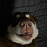 dog, close_up, pet, animal, face, nose, teeth, lying_down, brown, white, fur, whiskers, dark, portrait, cute, expression, indoors, sleeping_area, resting, canine