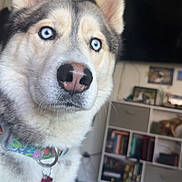 Nova Jean Rhodes joined the competition — help win amazing prizes! dog, husky, blue_eyes, collar, pet_tag, indoor, living_room, furniture, bookshelf, television, floor, close_up, portrait, canine, animal, fur, ears, nose, whiskers, focused