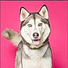 Nova Jean Rhodes is registered to the contest to win money with this photo: dog, husky, pet, canine, animal, portrait, studio, pink_background, tongue_out, fur, ears, tail, collar, happy, cute, domestic_animal, mammal, face, smile, blue_eyes