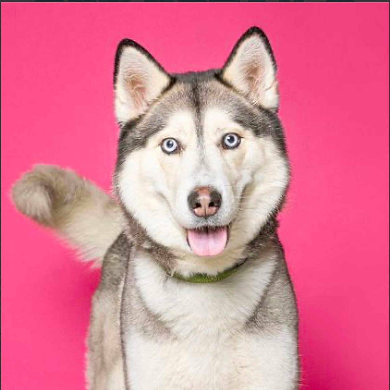 Nova Jean Rhodes is registered to the contest to win money with this photo: dog, husky, pet, canine, animal, portrait, studio, pink_background, tongue_out, fur, ears, tail, collar, happy, cute, domestic_animal, mammal, face, smile, blue_eyes