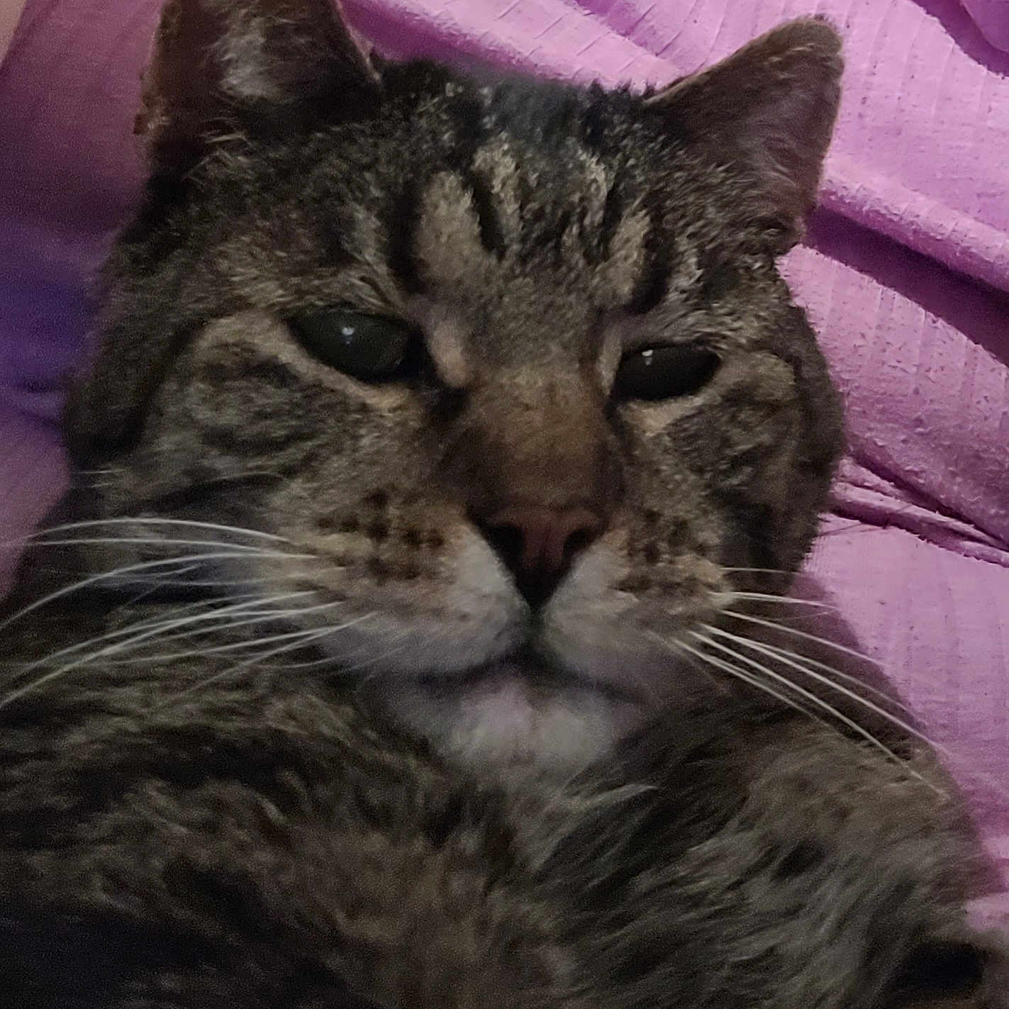 Tigger joined the competition — help win amazing prizes! cat, tabby, close_up, whiskers, fur, animal, pet, face, ears, nose, eyes, texture, purple_background, resting, feline, indoor, portrait, striped, cute, mammal
