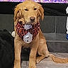 golden_retriever, puppy, dog, bow_tie, fireplace, indoor, pet, brown_fur, sitting, floor, tile, decor, fire, cozy, cute, animal, portrait, holiday, home, calm