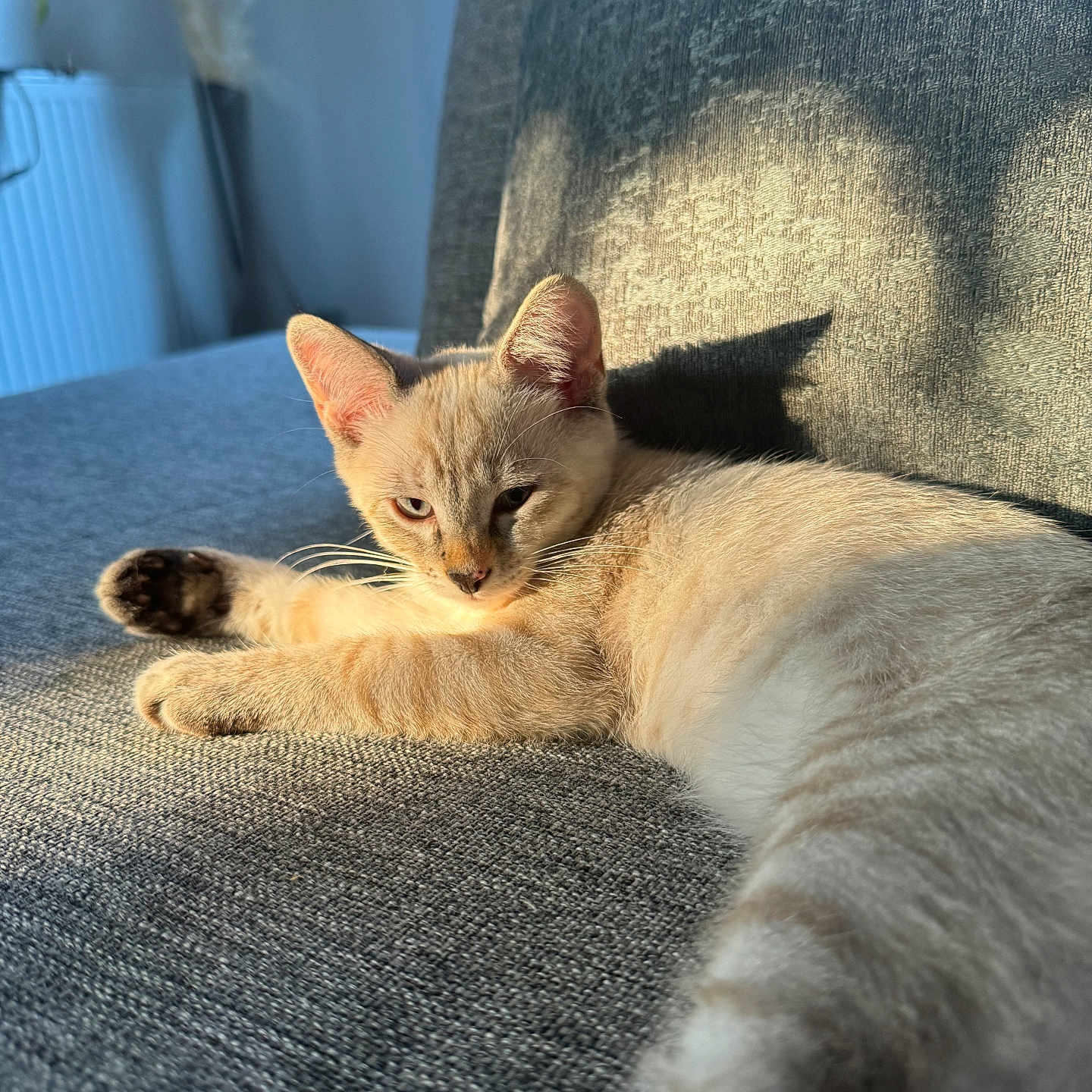 Vanya