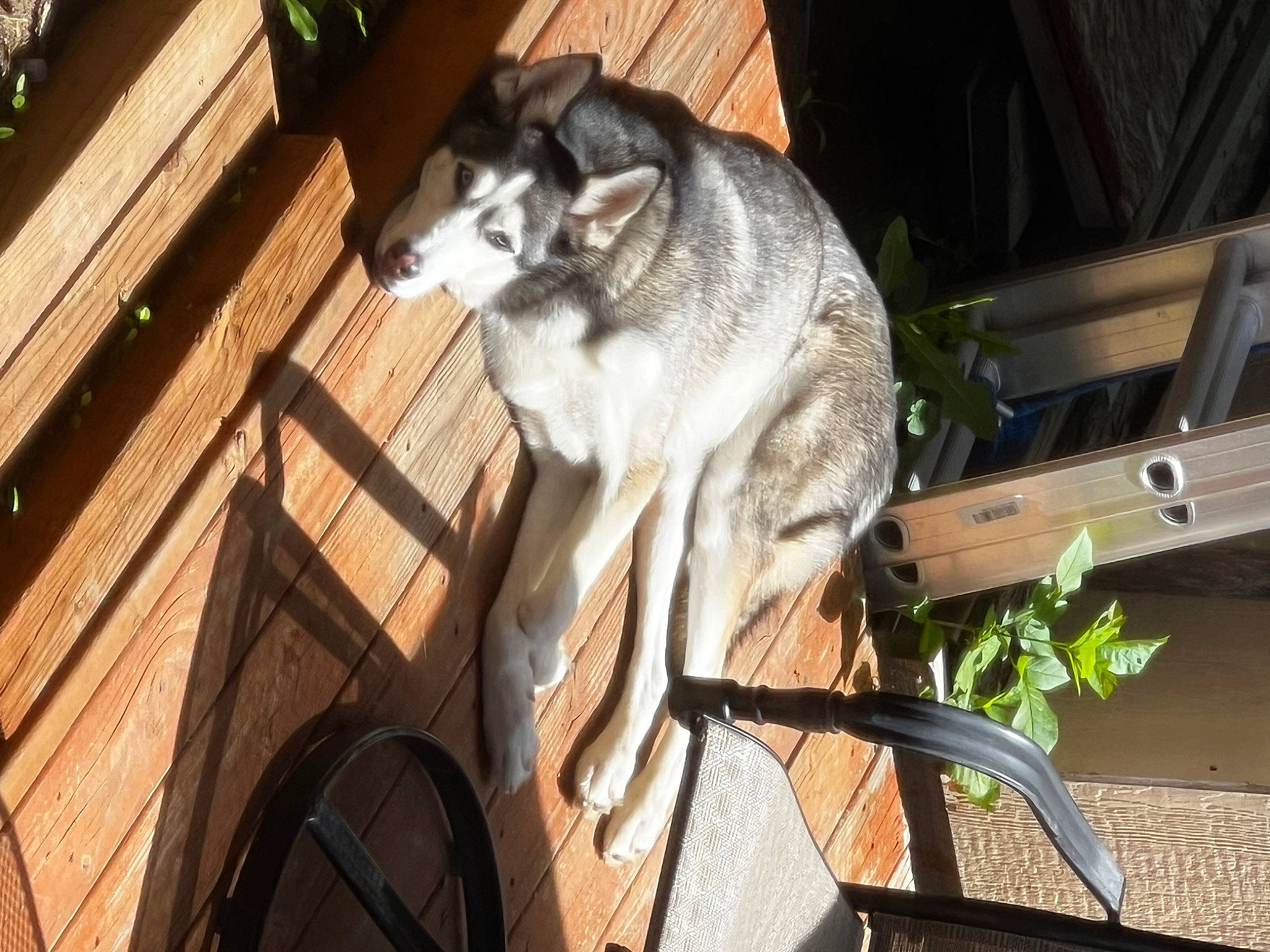 Tonks is registered to the contest to win money with this photo: canidae, carnivore, dog_breed, fawn, felidae, fur, hardwood, houseplant, marsupial, plant, small_to_medium_sized_cats, snout, sporting_group, tail, terrestrial_animal, whiskers, wildlife, wood, working_animal, zoo