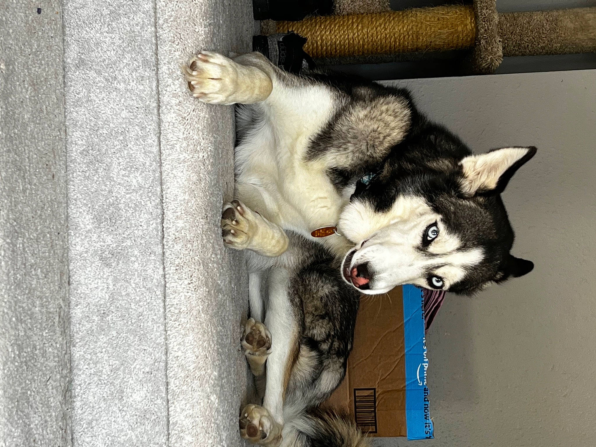 Tonks is registered to the contest to win money with this photo: ancient_dog_breeds, canidae, canis, carnivore, companion_dog, dog, dog_breed, fawn, fur, grey, non_sporting_group, siberian_husky, sled_dog, snout, sporting_group, tail, wolf, working_animal, working_dog