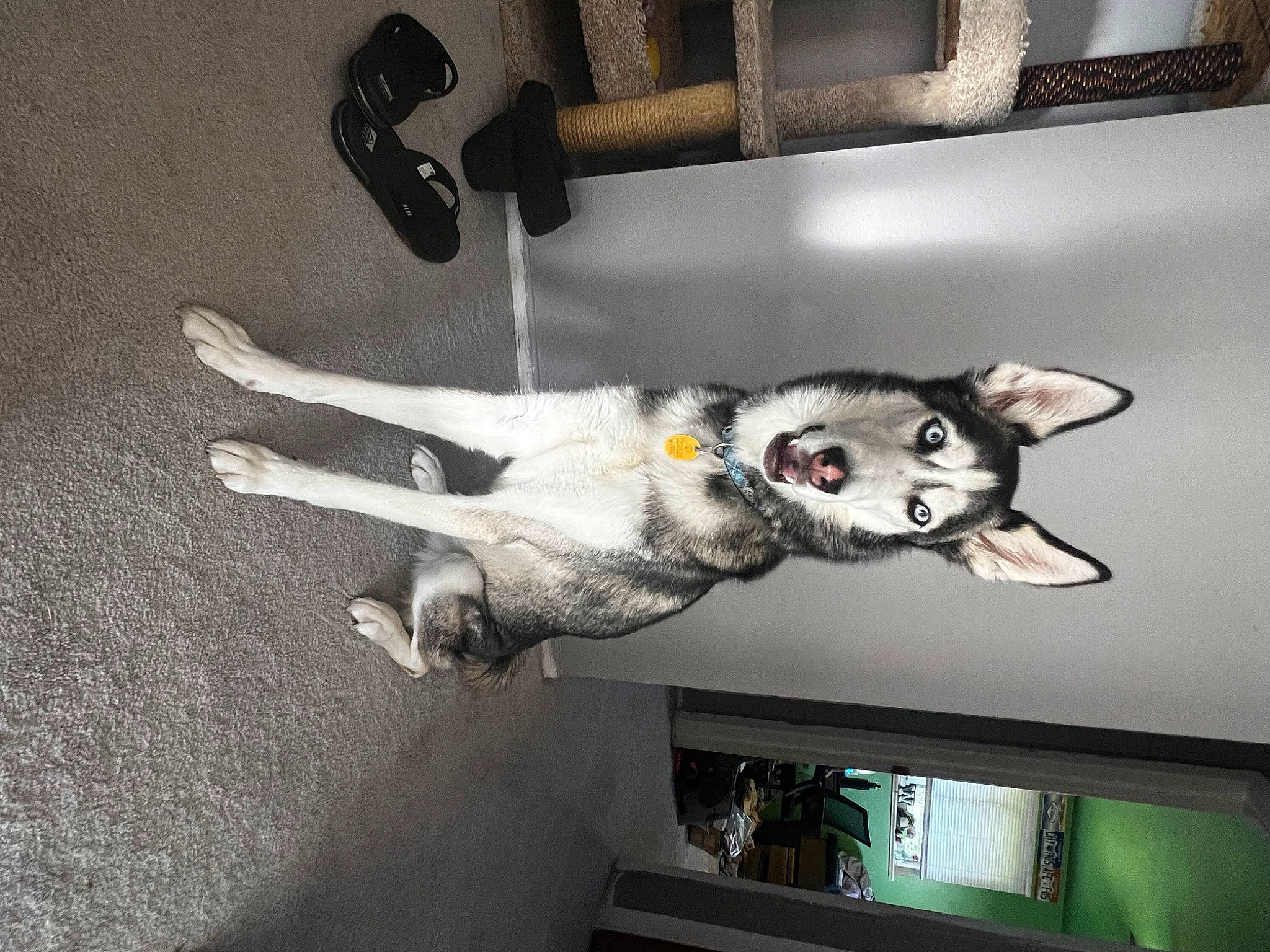 Tonks is registered to the contest to win money with this photo: canidae, carnivore, cat, dog_breed, domestic_short_haired_cat, felidae, flooring, fur, grey, metal, paw, picture_frame, road_surface, room, small_to_medium_sized_cats, snout, sporting_group, tail, whiskers