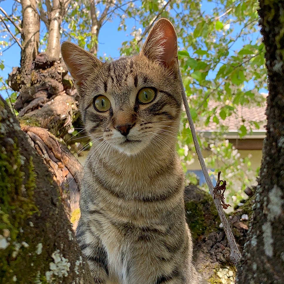 Batman participe au concours pour gagner de l'argent avec cette photo : abyssinian, animal, cat, grove, jungle, kitten, land, manx, nature, oak, outdoors, pet, plant, rock, sycamore, tree, treetrunk, vegetation, wood, woodland