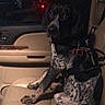 Bae is registered to the contest to win money with this photo: dog, car_interior, leather_seat, night, raindrops, window, pet, animal, harness, tag, speckled, black_and_white, sitting, passenger_seat, vehicle, indoor, canine, quiet, calm, domestic_animal