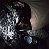 Bae is registered to the contest to win money with this photo: animal, canine, closeup, cozy, cushion, dark, dog, fur, green_collar, home, indoor, mug, night, pet, quiet, relaxation, resting, shadow, sleeping, speckled_coat
