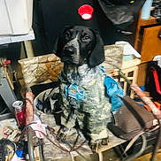 Bae joined the competition — help win amazing prizes! dog, animal, pet, camouflage, military_uniform, chair, indoor, clutter, household_items, can, container, table, cord, bucket, fabric, wooden_furniture, metal_frame, black_and_white, sitting, looking