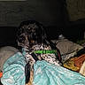 Bae joined the competition — help win amazing prizes! animal, black_and_tan, blanket, comfort, couch, cozy, dog, domestic_animal, fabric, fur, green_harness, home, indoor, laying_down, pet, relaxed, resting, sleepy, soft_texture, spotted_fur