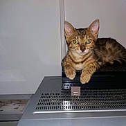 Praline a rejoint le concours — aidez-le/la à gagner de superbes lots ! kitten, cat, animal, pet, indoor, electronics, device, black, brown, spotted, curious, lying, resting, wall, photo, baby, portrait, object, feline, young