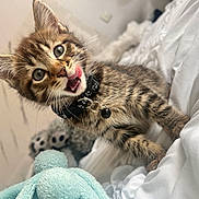 Ayko participe au concours pour gagner de l'argent avec cette photo : kitten, cat, tabby, pet, animal, collar, bell, tongue, bed, blanket, toy, plush, cute, feline, whiskers, ears, fur, indoor, closeup, playful