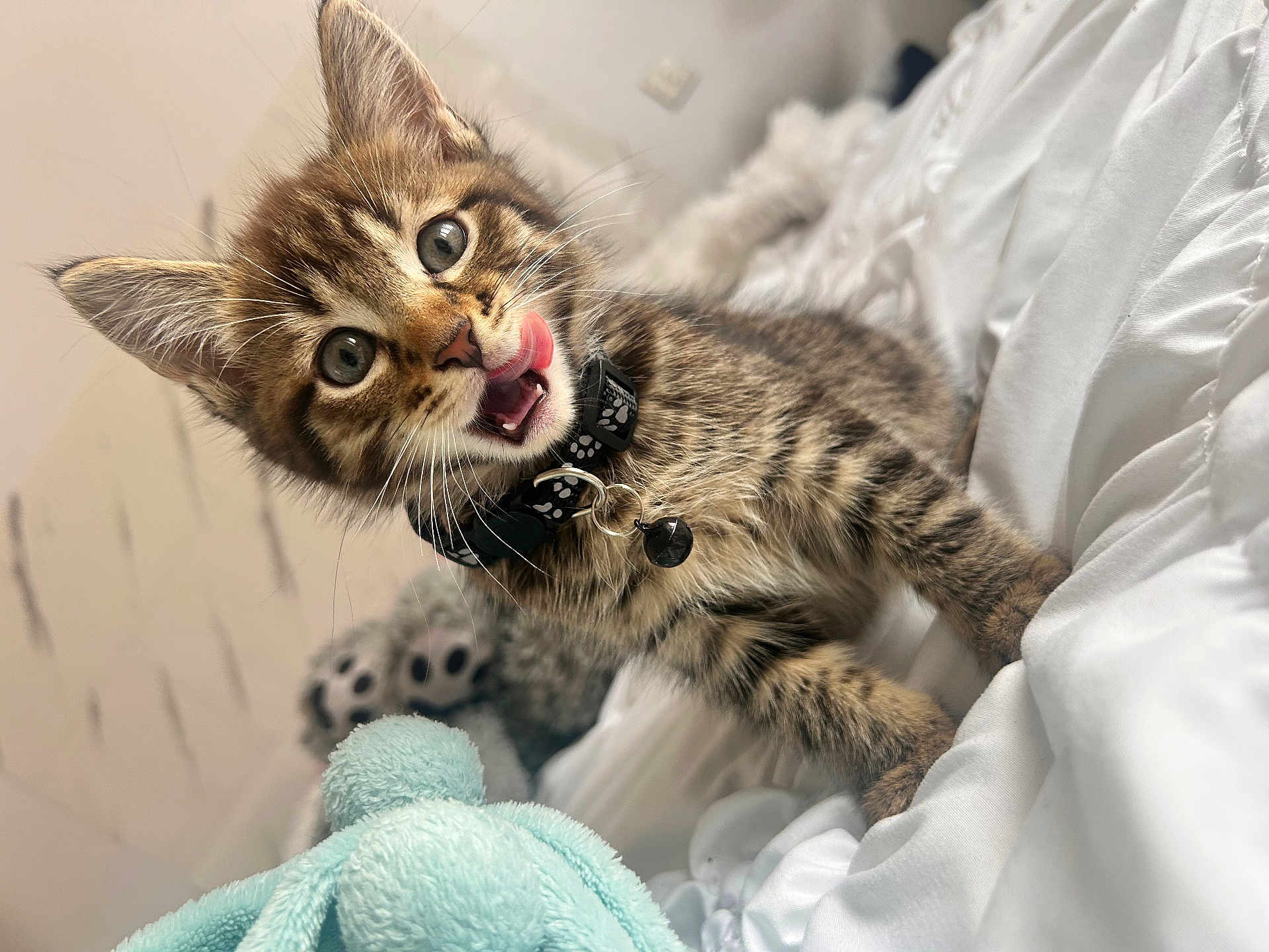Ayko participe au concours pour gagner de l'argent avec cette photo : kitten, cat, tabby, pet, animal, collar, bell, tongue, bed, blanket, toy, plush, cute, feline, whiskers, ears, fur, indoor, closeup, playful