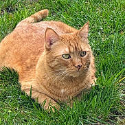 Miming joined the competition — help win amazing prizes! cat, orange_tabby, grass, outdoor, nature, animal, pet, feline, relaxed, alert, greenery, whiskers, ears, eyes, fur, lying_down, sunlight, ground, stones, daylight