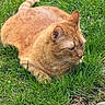 Miming is registered to the contest to win money with this photo: cat, ginger_cat, grass, outdoor, pet, animal, feline, resting, nature, sunlight, fur, whiskers, relaxed, greenery, mammal, cute, domestic_animal, closeup, lying_down, peaceful