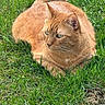 cat, ginger_cat, animal, pet, grass, outdoor, nature, laying_down, fur, whiskers, ears, greenery, daylight, mammal, relaxed, closeup, wildlife, calm, feline, cute