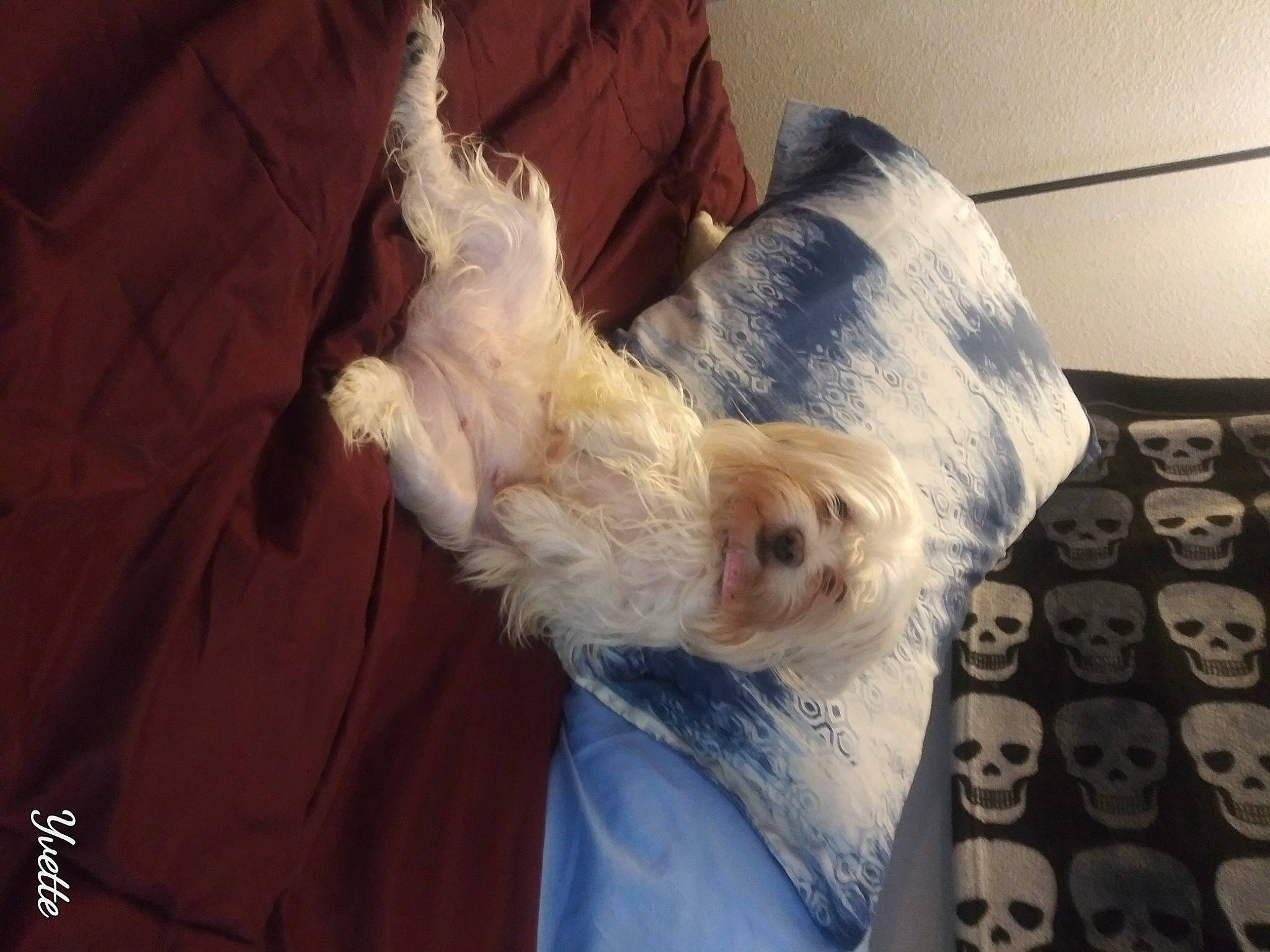 Ladybug is registered to the contest to win money with this photo: box, canidae, carnivore, comfort, companion_dog, dog, dog_breed, feather, felidae, fur, nap, non_sporting_group, small_terrier, small_to_medium_sized_cats, sporting_group, tail, terrier, toy_dog, whiskers, wood