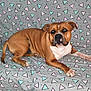 animal, brown_dog, canine, couch, cozy, dog, ears, fabric_pattern, fur, furniture, home, indoor, lying_down, pastel_colors, paw, pet, relaxed, snout, triangle_pattern, white_markings