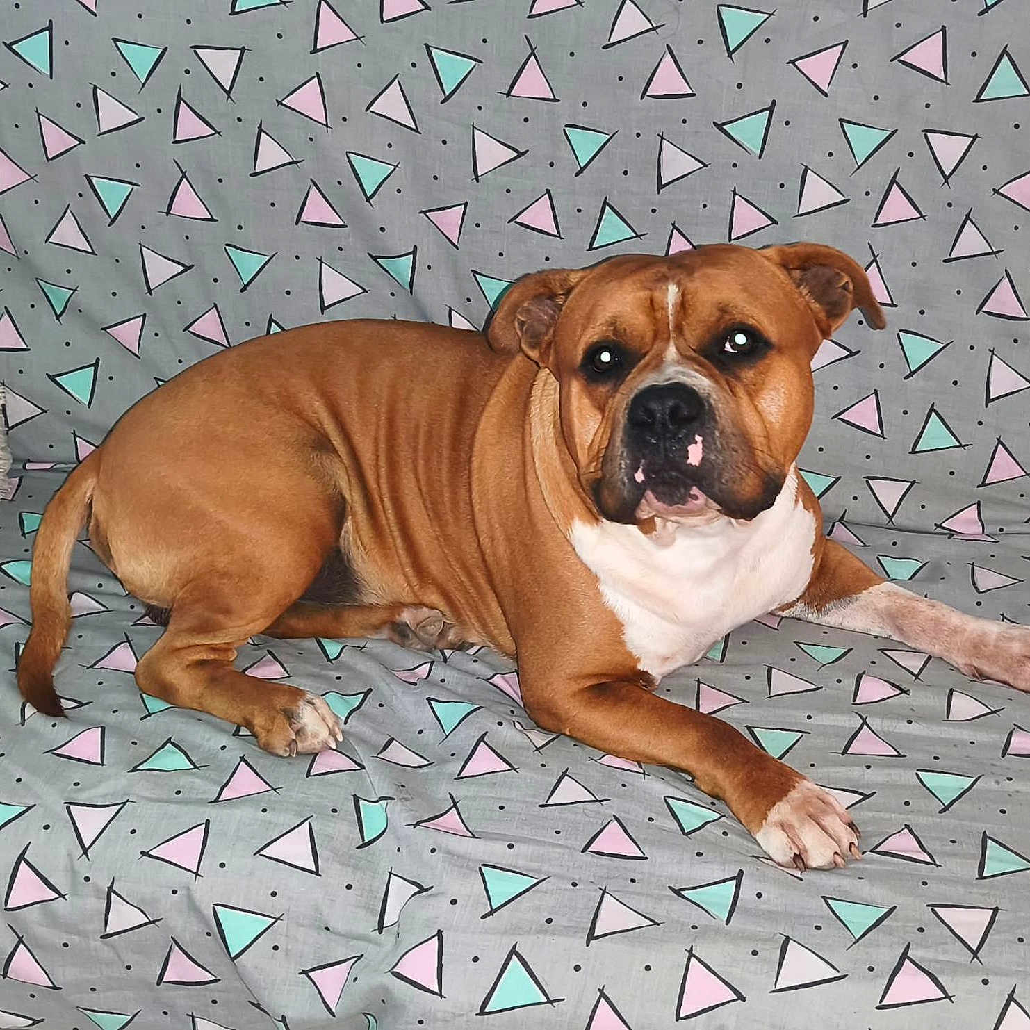 Bicho participe au concours pour gagner de l'argent avec cette photo : animal, brown_dog, canine, couch, cozy, dog, ears, fabric_pattern, fur, furniture, home, indoor, lying_down, pastel_colors, paw, pet, relaxed, snout, triangle_pattern, white_markings