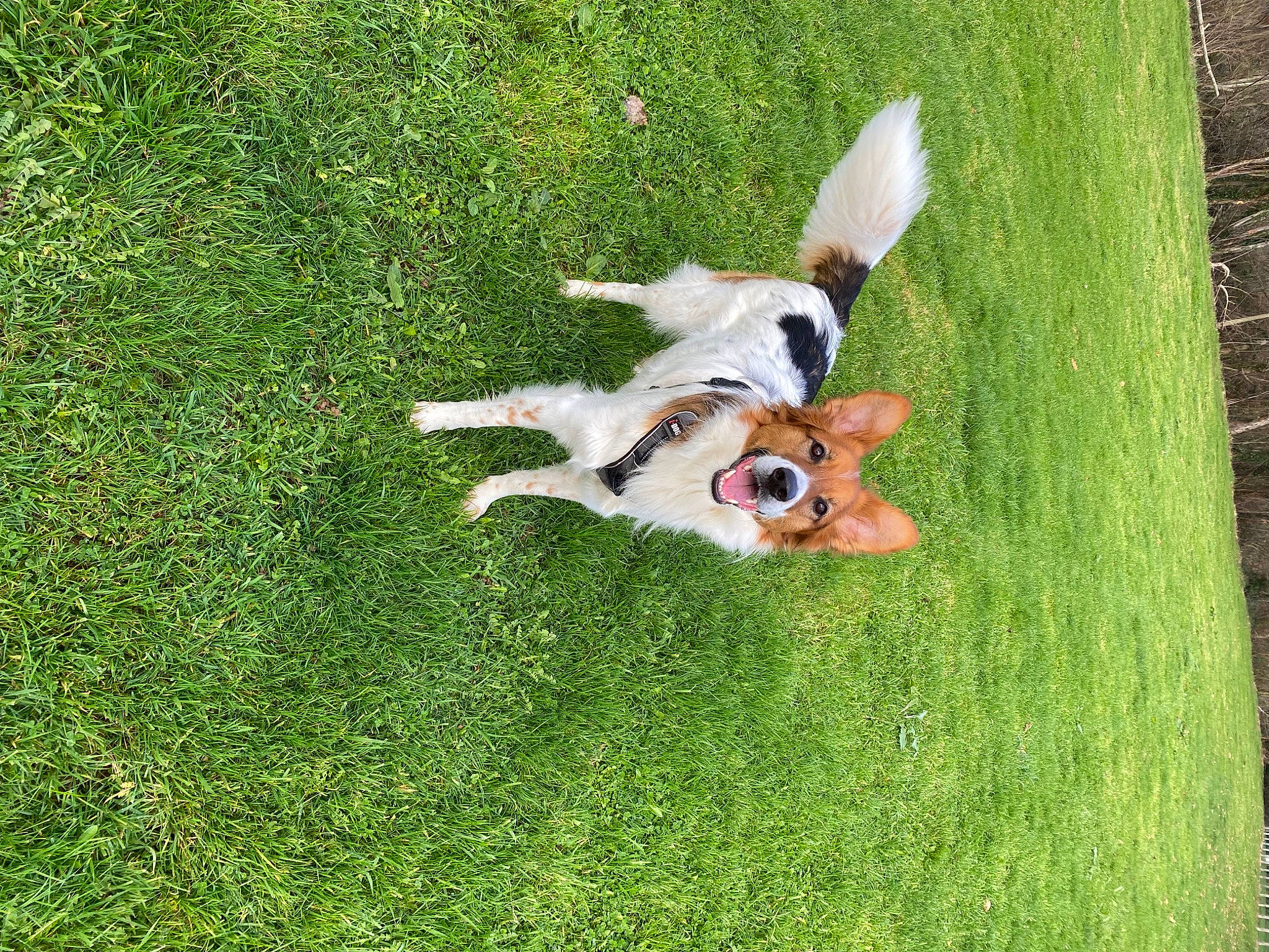 Kayko participe au concours pour gagner de l'argent avec cette photo : ball, basset_hound, canidae, carnivore, cavalier_king_charles_spaniel, companion_dog, dog, dog_breed, dog_toy, fawn, grass, grassland, groundcover, pasture, plant, puppy, soccer_ball, sporting_group, tail, toy