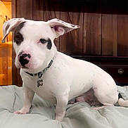 Buddy joined the competition — help win amazing prizes! animal, bed, black_spots, blanket, canine, collar, companion, cute, dog, domestic, ears, fur, furniture, indoor, looking, pet, resting, white_dog, wood_paneling, young_dog
