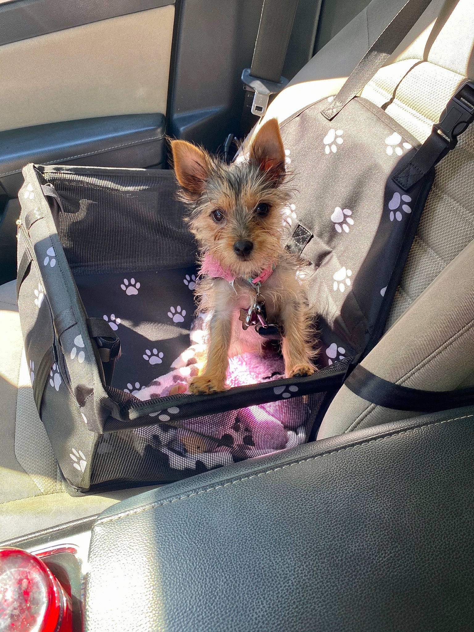 Bella is registered to the contest to win money with this photo: australian_terrier, biewer_terrier, cairn_terrier, canidae, car_seat, carnivore, companion_dog, dog, dog_breed, fawn, mammal, morkie, norwich_terrier, puppy, small_terrier, terrier, toy_dog, yorkshire_terrier