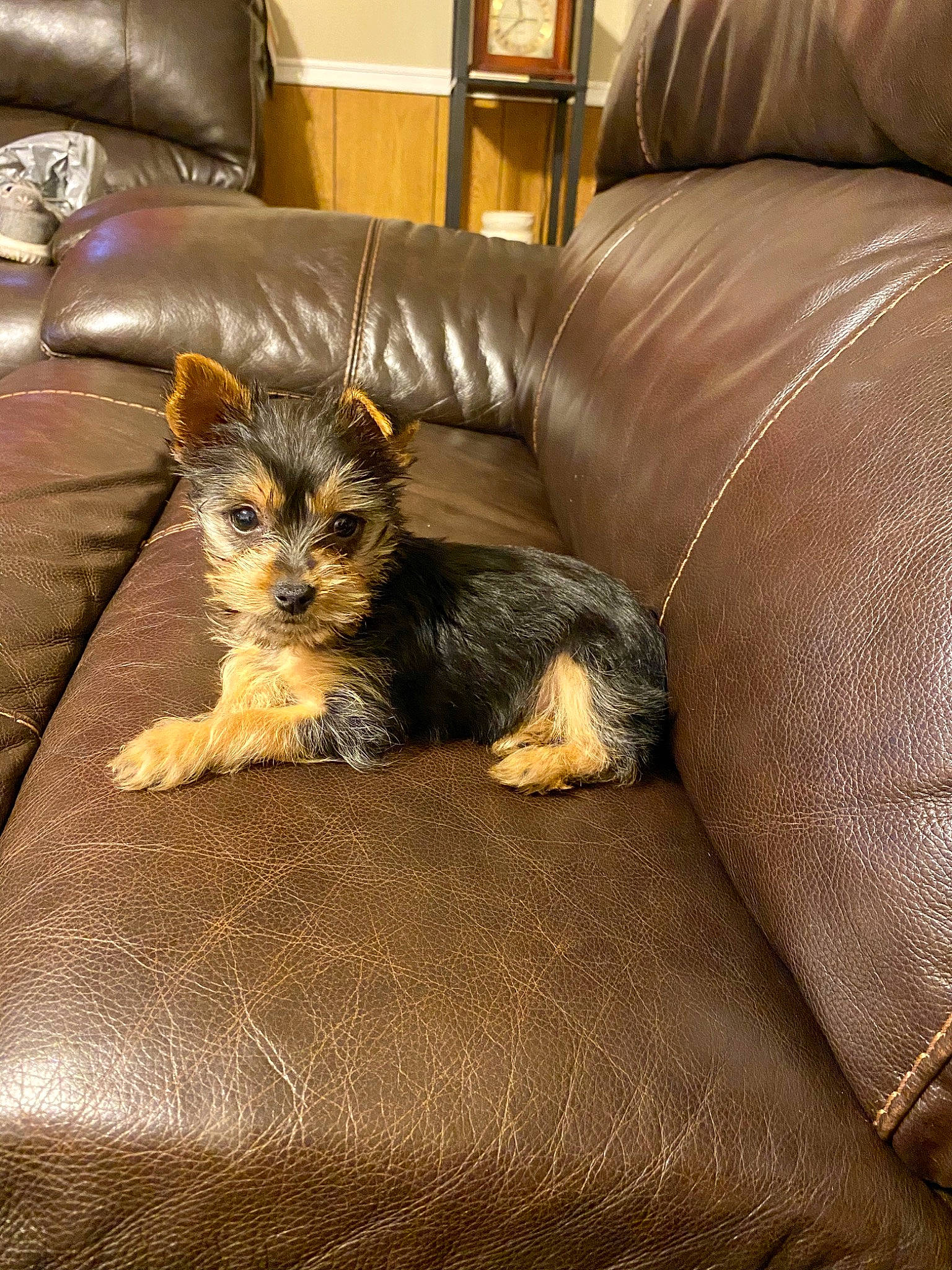 Bella is registered to the contest to win money with this photo: australian_silky_terrier, australian_terrier, biewer_terrier, canidae, carnivore, companion_dog, dog, dog_breed, fawn, mammal, morkie, norwich_terrier, puppy, small_terrier, terrier, toy_dog, vertebrate, yorkipoo, yorkshire_terrier