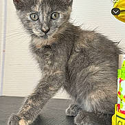 Athena Grisette participe au concours pour gagner de l'argent avec cette photo : kitten, cat, young, gray_fur, orange_fur, pet, indoor, curious, alert, animal, whiskers, paw, sitting, fur, closeup, cute, domestic_animal, feline, portrait, table