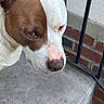 dog, close_up, brown_and_white, canine, pet, outdoor, concrete, step, brick_wall, railing, animal, muzzle, ears, fur, snout, side_view, portrait, looking_down, daylight, expression