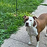 Chop joined the competition — help win amazing prizes! dog, brown_and_white, pitbull, grass, lawn, sidewalk, garden_decoration, frog_ornament, outdoor, pet, canine, animal, curious, alert, daylight, nature, greenery, pathway, domestic_animal, summer