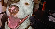 Chop is registered to the contest to win money with this photo: brown, canine, closeup, collar, dog, door, ears, face, fireplace, floor, furniture, gold_chain, happy, indoor, pet, smiling, table, tongue_out, white, wood