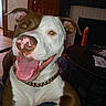 Chop is registered to the contest to win money with this photo: dog, pet, brown, white, tongue_out, collar, gold_chain, indoor, table, fireplace, door, happy, smiling, closeup, canine, face, ears, floor, wood, furniture