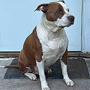 Chop is registered to the contest to win money with this photo: dog, brown_and_white, sitting, doormat, door, outdoor, pet, canine, fur, paws, side_view, quiet, calm, animal, companion, watchful, domestic, portrait, resting, alert