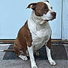 dog, brown_and_white, sitting, doormat, door, outdoor, pet, canine, fur, paws, side_view, quiet, calm, animal, companion, watchful, domestic, portrait, resting, alert
