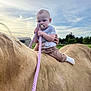 Westyn is registered to the contest to win money with this photo: baby, pacifier, horse, rope, outdoor, child, animal, sky, sunset, grass, nature, person, holding, clothing, hand, farm, animal_riding, cute, young, gentle