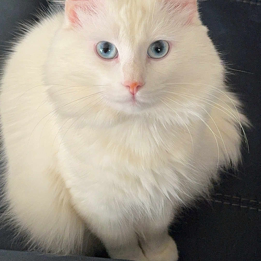 Topaz is registered to the contest to win money with this photo: abyssinian, angora, animal, cat, kitten, manx, pet, siamese, white