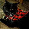 animal, bandana, black_cat, black_fur, cat, close_up, cozy, curious, cute, domestic_cat, feline, fur, indoor, looking_up, pet, red_checkered, whiskers, white_paws, white_whiskers, wooden_floor