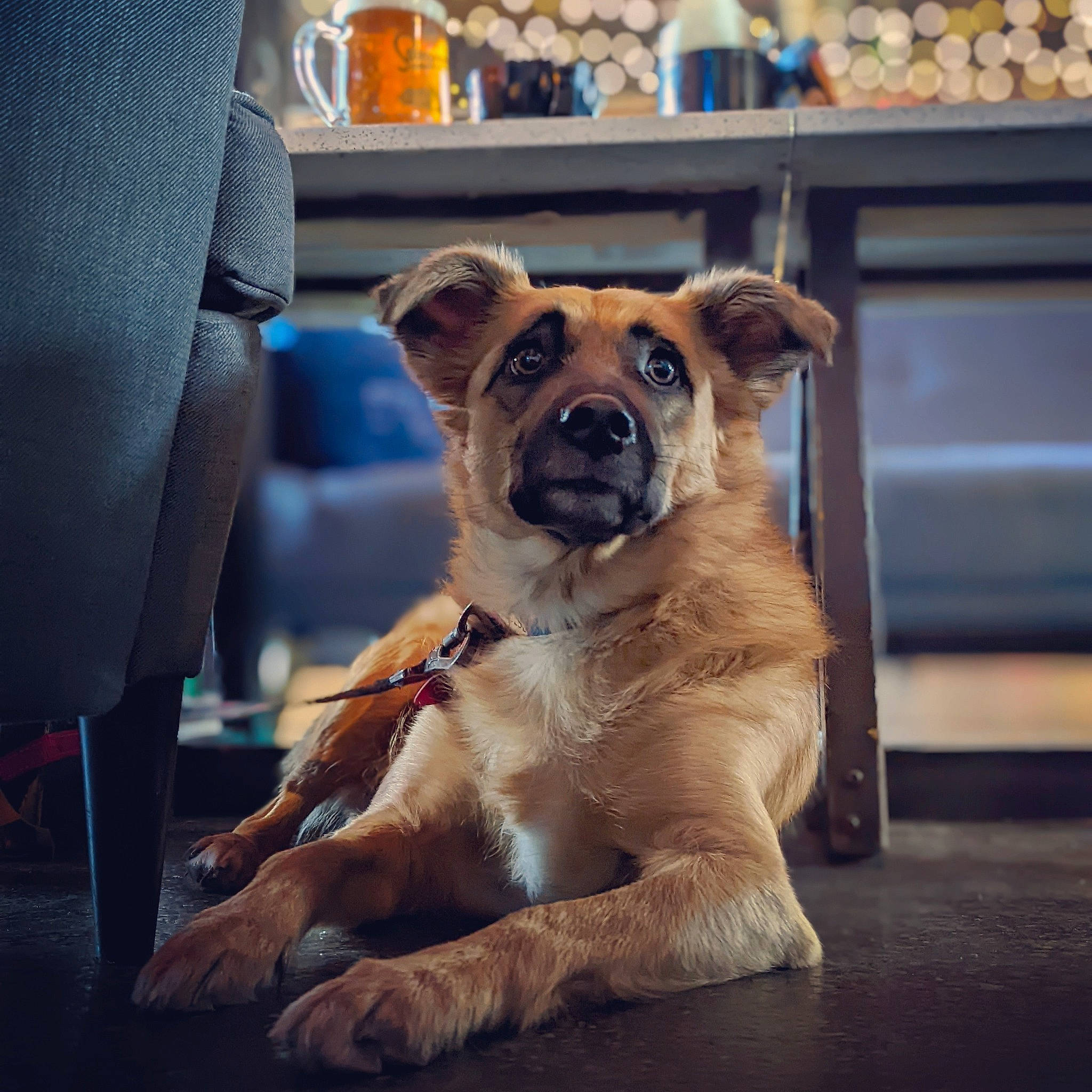 Fern joined the competition — help win amazing prizes! ancient_dog_breeds, canidae, carnivore, chair, collar, companion_dog, dog, dog_breed, dog_collar, fawn, fur, non_sporting_group, paw, sporting_group, terrestrial_animal, toy_dog, whiskers, working_animal, working_dog, wrinkle