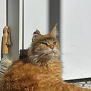 Seth a rejoint le concours — aidez-le/la à gagner de superbes lots ! cat, orange_cat, fluffy, sunlight, floor, patterned_floor, indoor, pet, relaxed, tongue_out, whiskers, feline, fur, green_eyes, brush, wooden_handle, shadow, resting, cute, domestic_animal