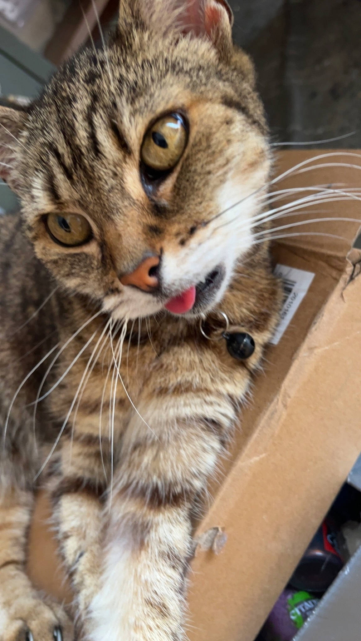 Martha joined the competition — help win amazing prizes! carnivore, cat, claw, curious, domestic_short_haired_cat, eye, eyelash, felidae, fur, iris, paw, small_to_medium_sized_cats, snout, tail, terrestrial_animal, whiskers, wildlife